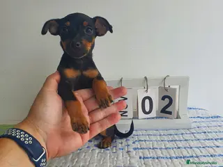 Pinscher Miniatura perros Pincher miniatura - Anuncio 1