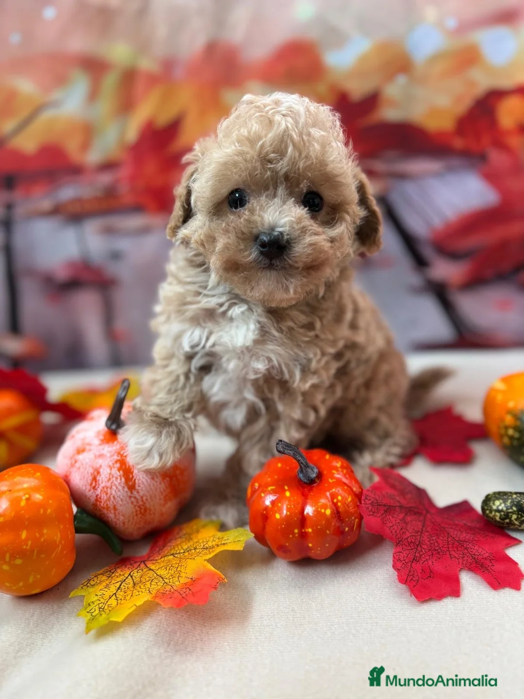 Maltipoo perros en venta: Maltipoo Toy Macho Disponible. - Anuncio 6