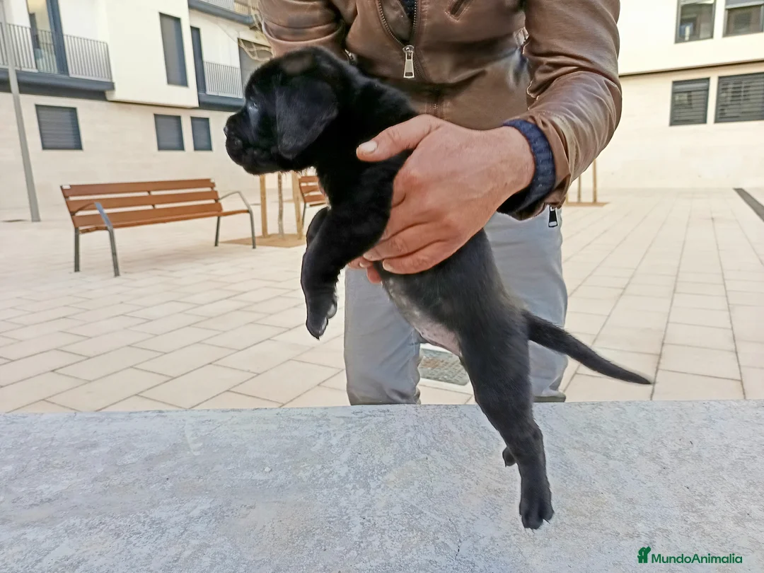 Imagen de galería {{count}}