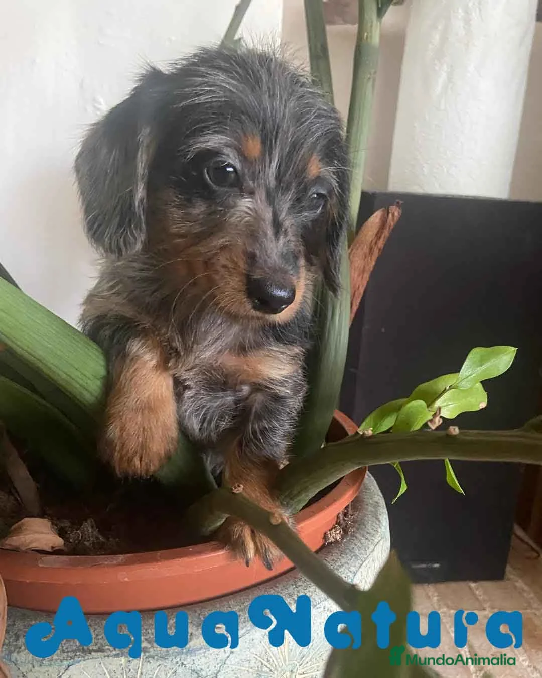 Teckel Miniatura perros en venta: Teckel Hembra Pelo Largo 1995 AQUANATURA - Anuncio 5