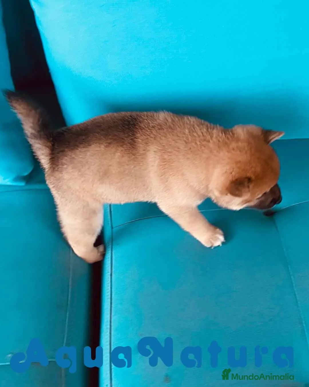 Shiba Inu perros en venta: Shiba Inu Hembra 1 de Magy - AQUANATURA en Barcelona - Anuncio 5