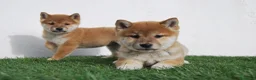Shiba Inu perros en venta: Cachorros de Shiba Inu del Alto del Pago - Anuncio 13