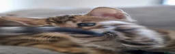 Bengalí gatos en venta: Hembra Gata Bengalí - Anuncio 10