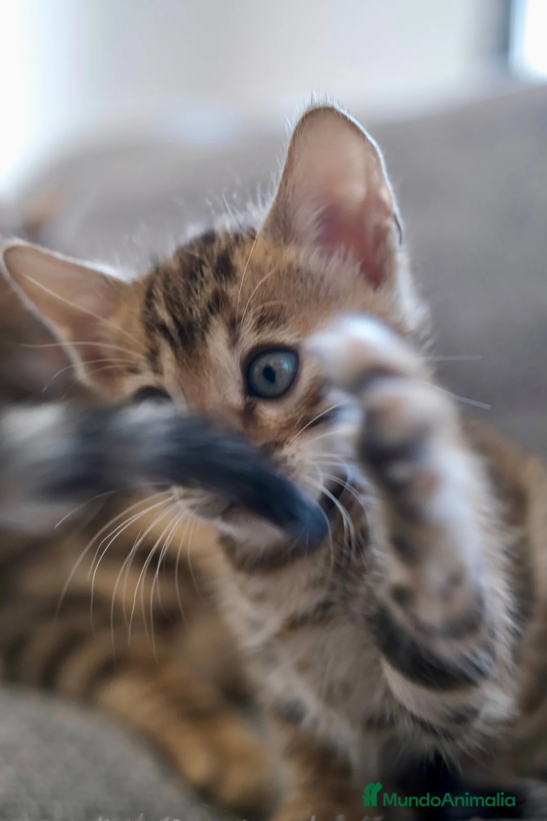 Bengalí gatos en venta: Hembra Gata Bengalí - Anuncio 1
