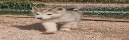 Alaskan Malamute perros en venta: Hembras de Alaskan Malamute  - Anuncio 6