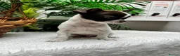 Chihuahua perros en venta: CHIHUAHUA CHOCOLATE Y BLANCO - Anuncio 13