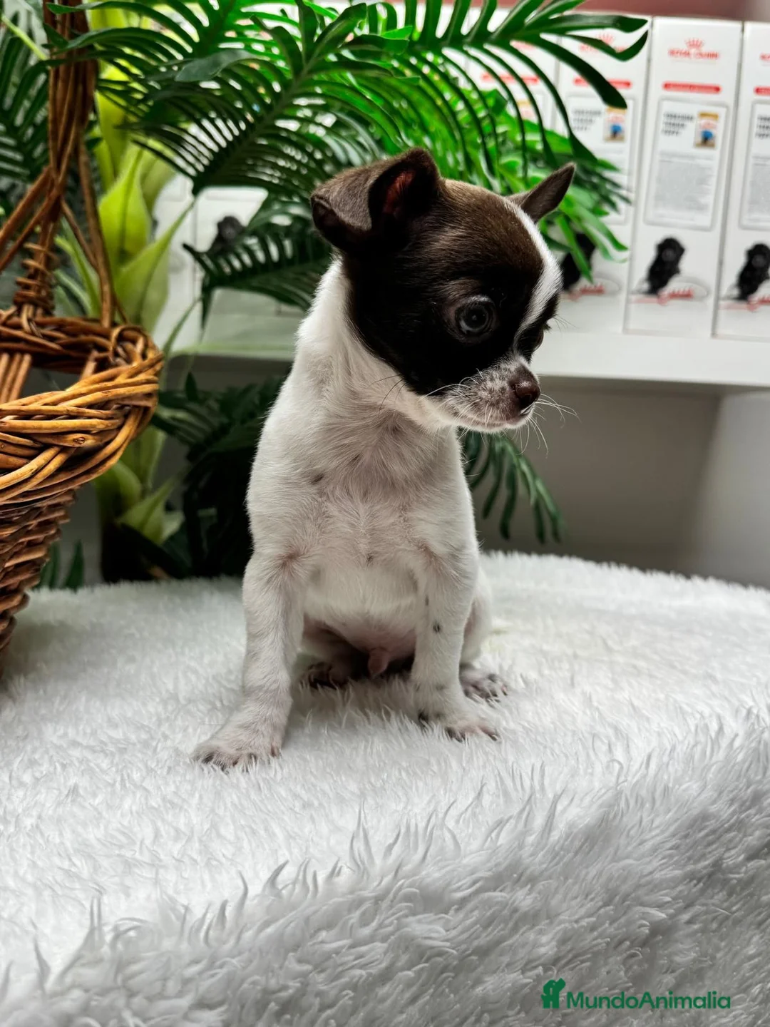 Chihuahua perros en venta: CHIHUAHUA CHOCOLATE Y BLANCO - Anuncio 13