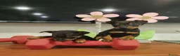 Pinscher Miniatura perros en venta: Pinscher miniatura  - Anuncio 3
