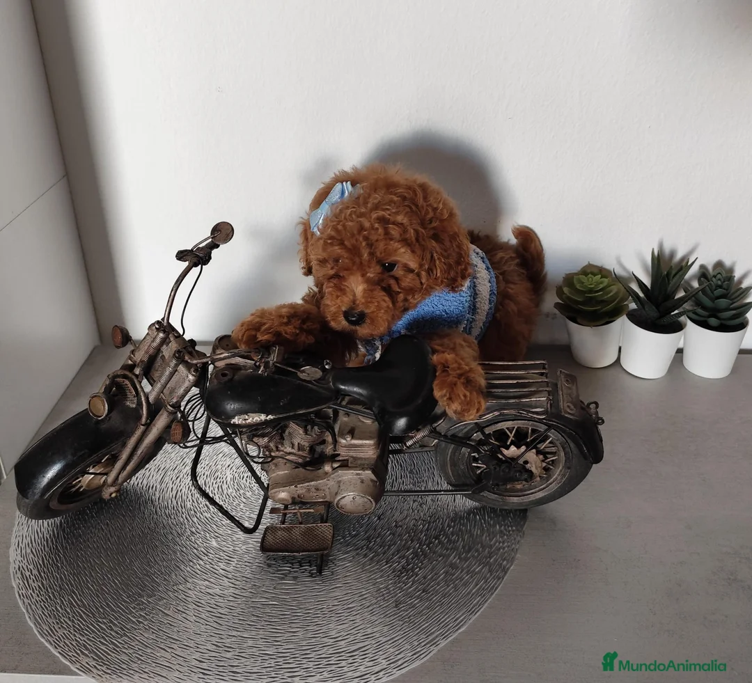 Caniche Toy perros en venta: CANICHE HEMBRA ROJA  en Madrid - Anuncio 4