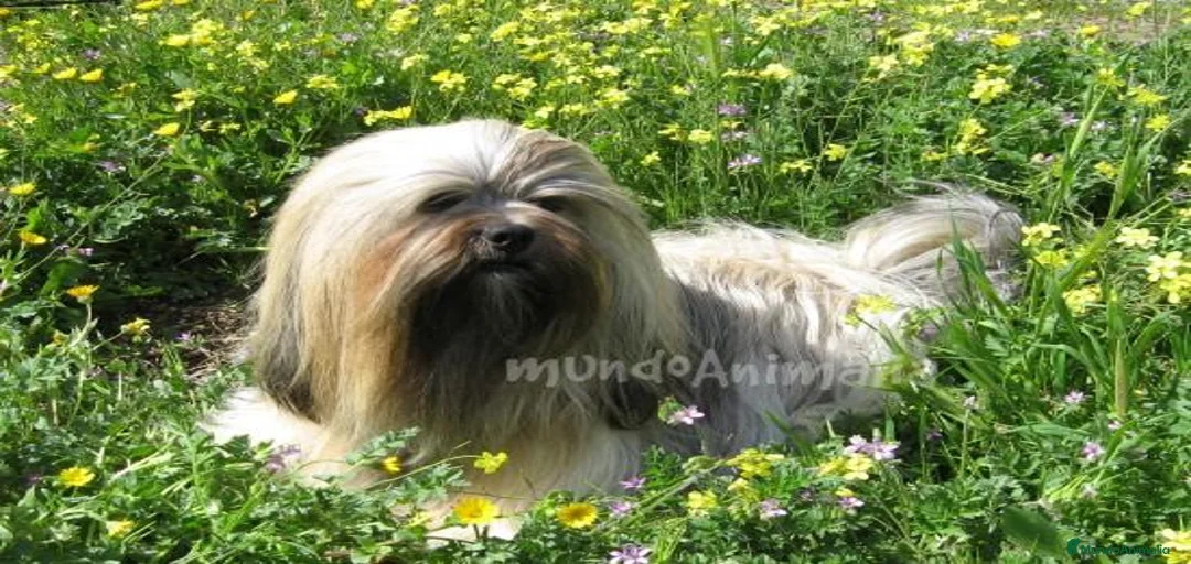 Imagen de galería {{count}}