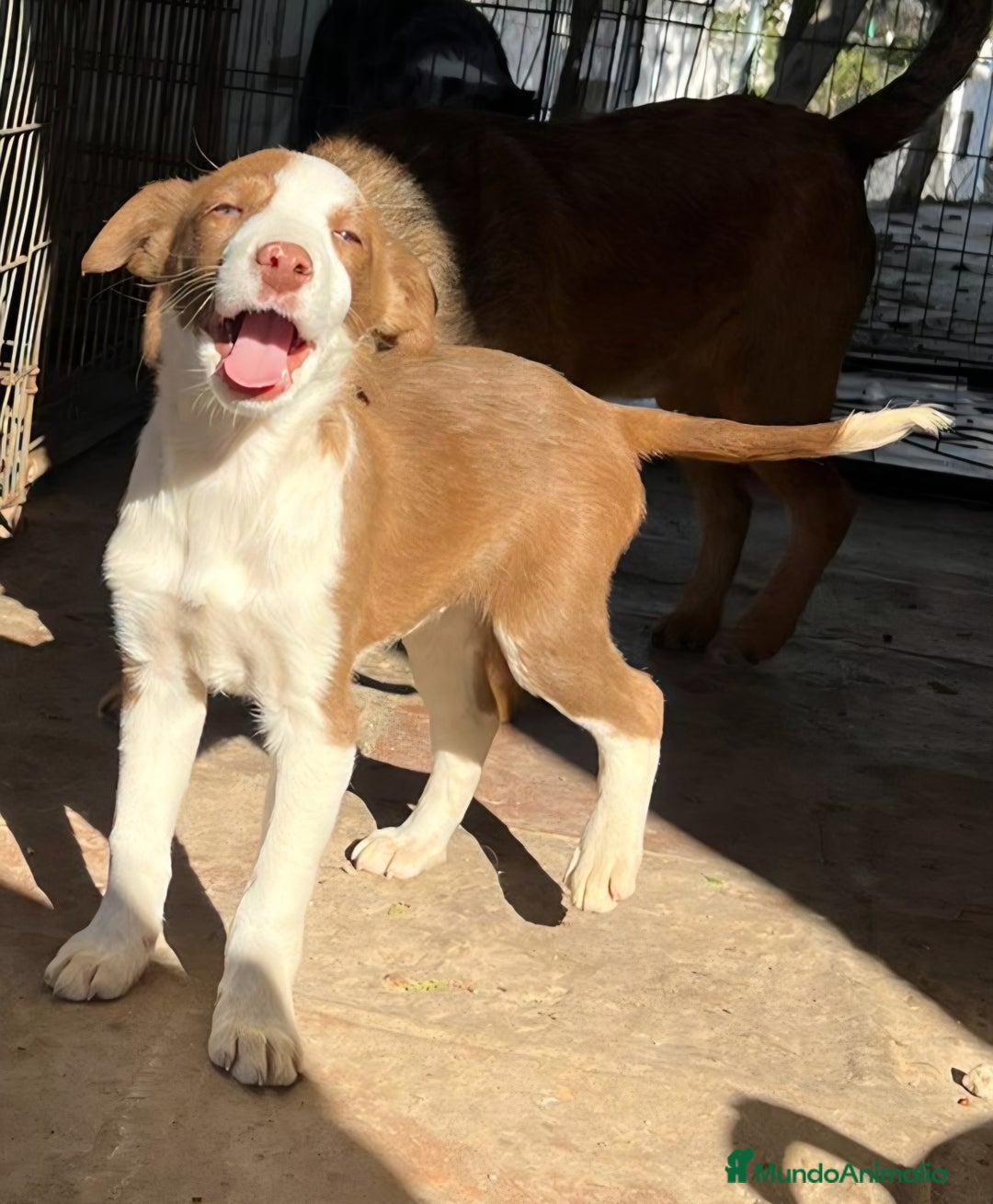 Border Collie perros en venta: Preciosos border collie  - Anuncio 3