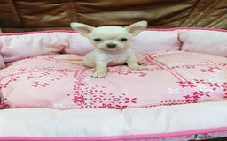 Chihuahua perros en venta: Chihuahua toy - Imagen 4