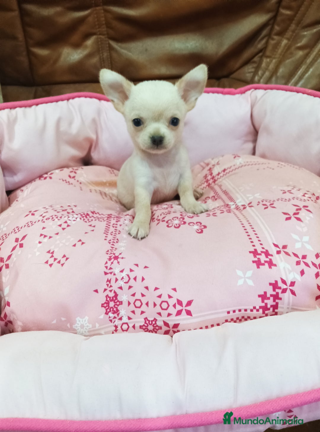 Chihuahua perros en venta: Chihuahua toy - Imagen 4