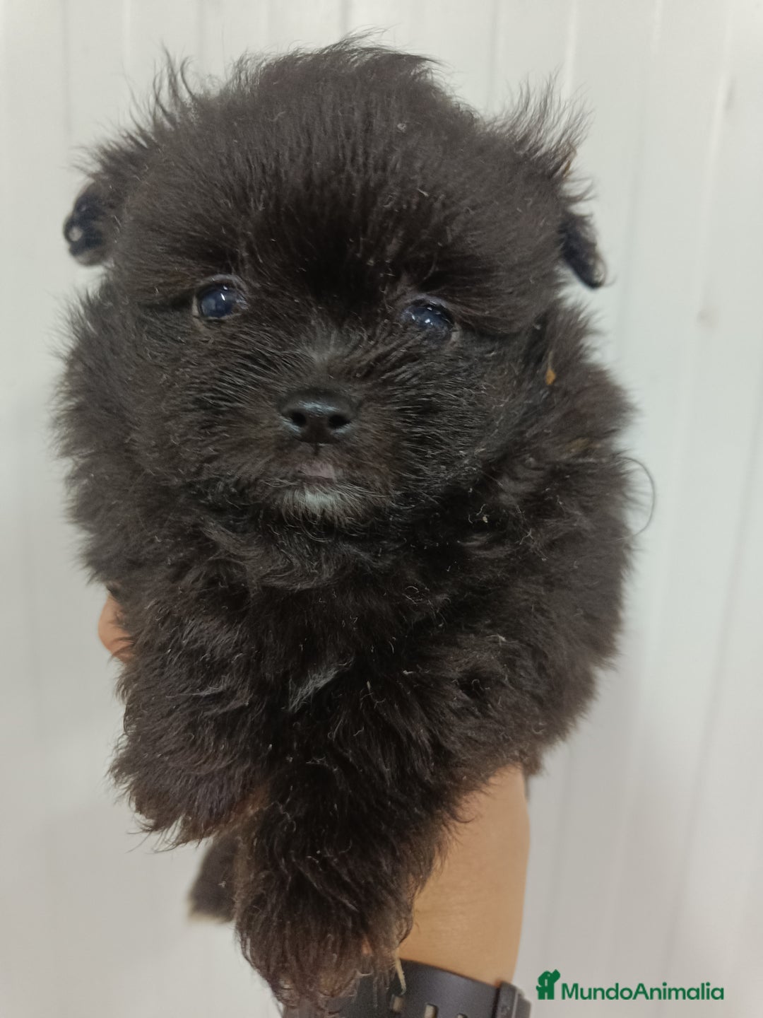 Raza Mixta perros en venta: Pomerania mix bichon - Anuncio 1