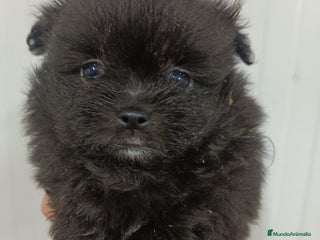 Raza Mixta perros Pomerania mix bichon - Anuncio 1