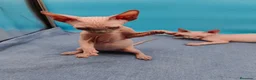Sphynx gatos en venta: Hembrita super cariñosa  - Anuncio 7