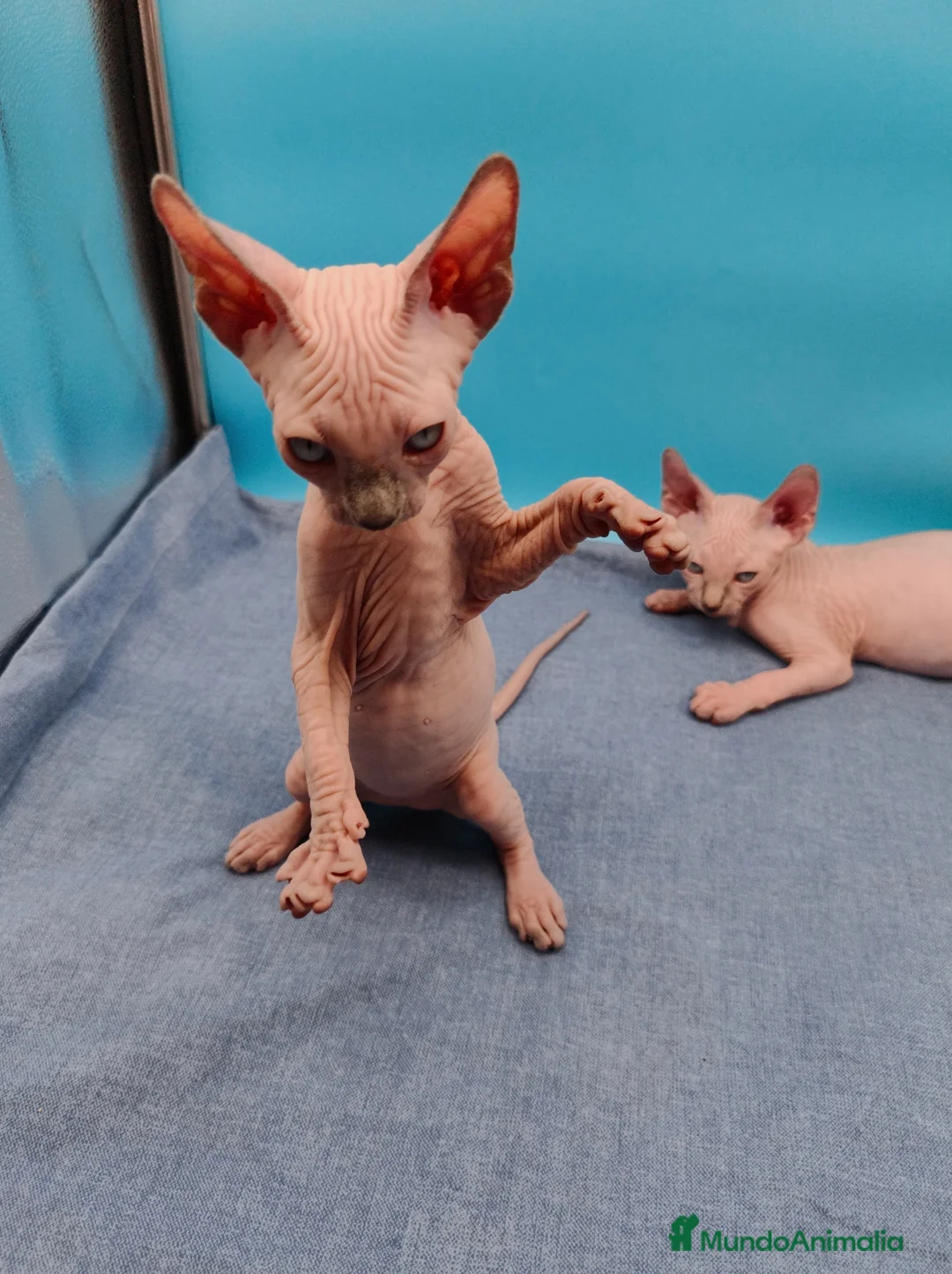 Sphynx gatos en venta: Hembrita super cariñosa  - Anuncio 7