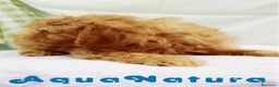 Caniche Toy perros en venta:  Caniche Macho de Barbie y Can 6154 - AQUANATURA en Barcelona - Anuncio 5