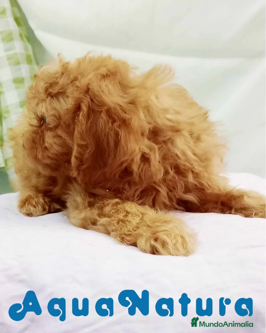 Caniche Toy perros en venta:  Caniche Macho de Barbie y Can 6154 - AQUANATURA en Barcelona - Anuncio 5