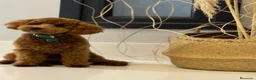 Caniche Enano perros en venta: Caniche - Anuncio 2