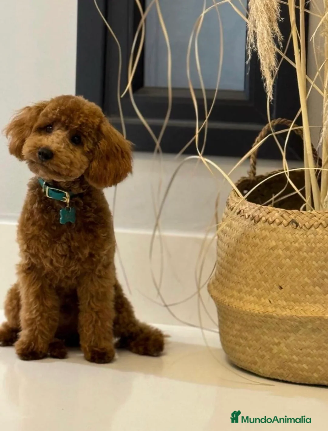 Caniche Enano perros en venta: Caniche - Anuncio 2