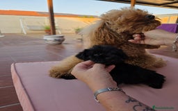 Maltipoo perros en venta: Yorkipoo exclusiva!! - Imagen 5