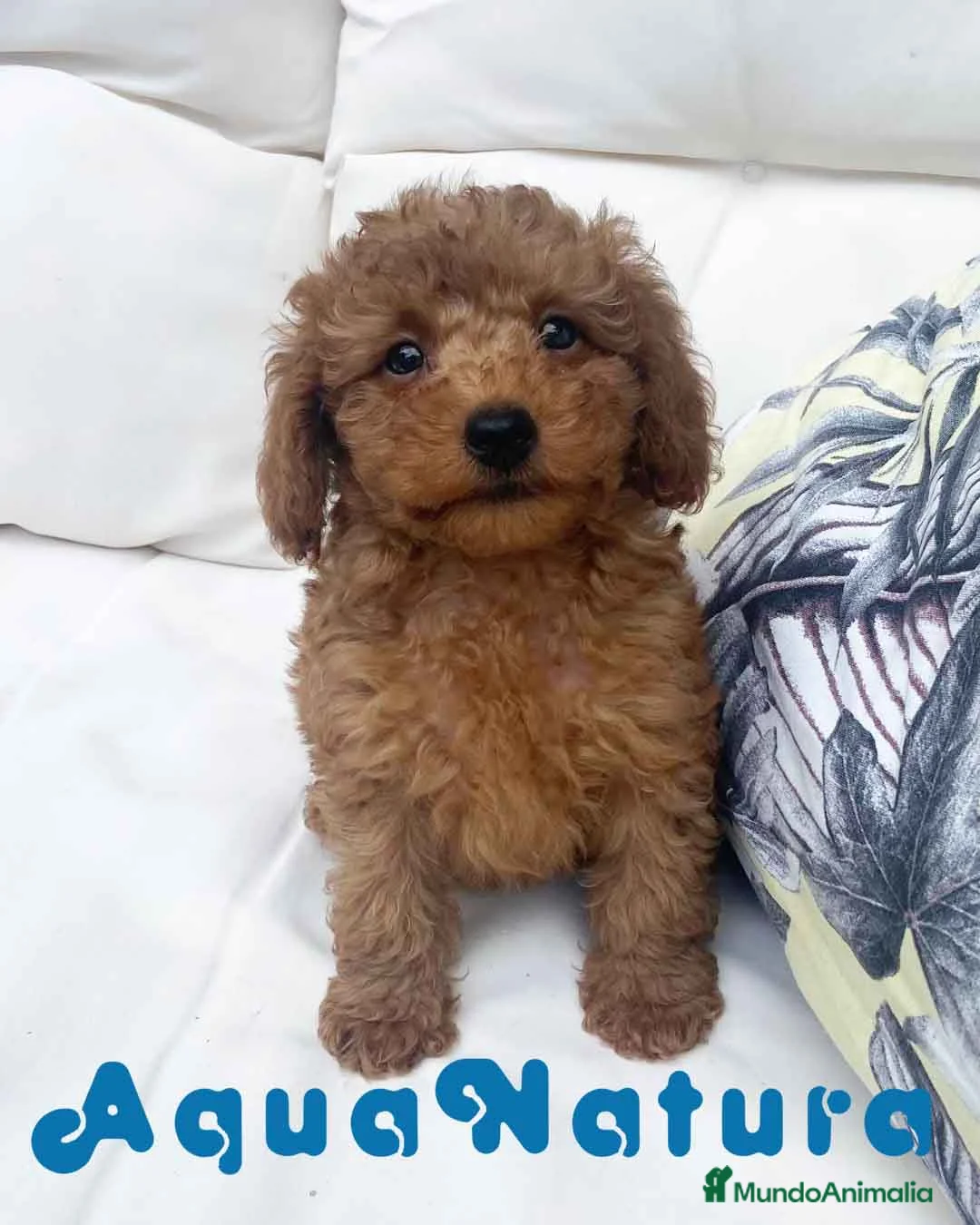 Caniche Mediano perros en venta: Caniche Macho 7353 de Camila - AQUANATURA en Barcelona - Anuncio 10