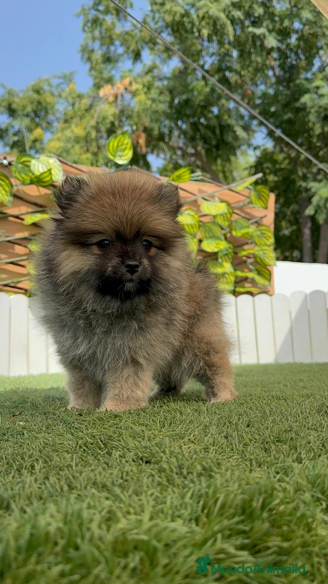 Pomerania perros en venta: POMERANIA MACHO 2 - Imagen 10