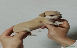 Chihuahua perros en venta: Chihuahua  - Anuncio 6