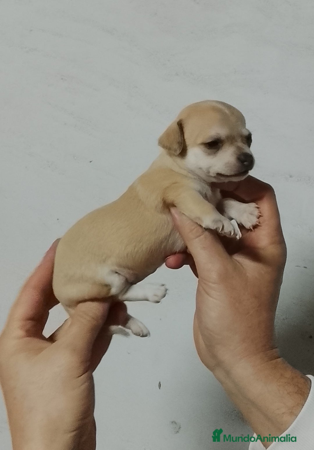 Chihuahua perros en venta: Chihuahua  - Anuncio 6