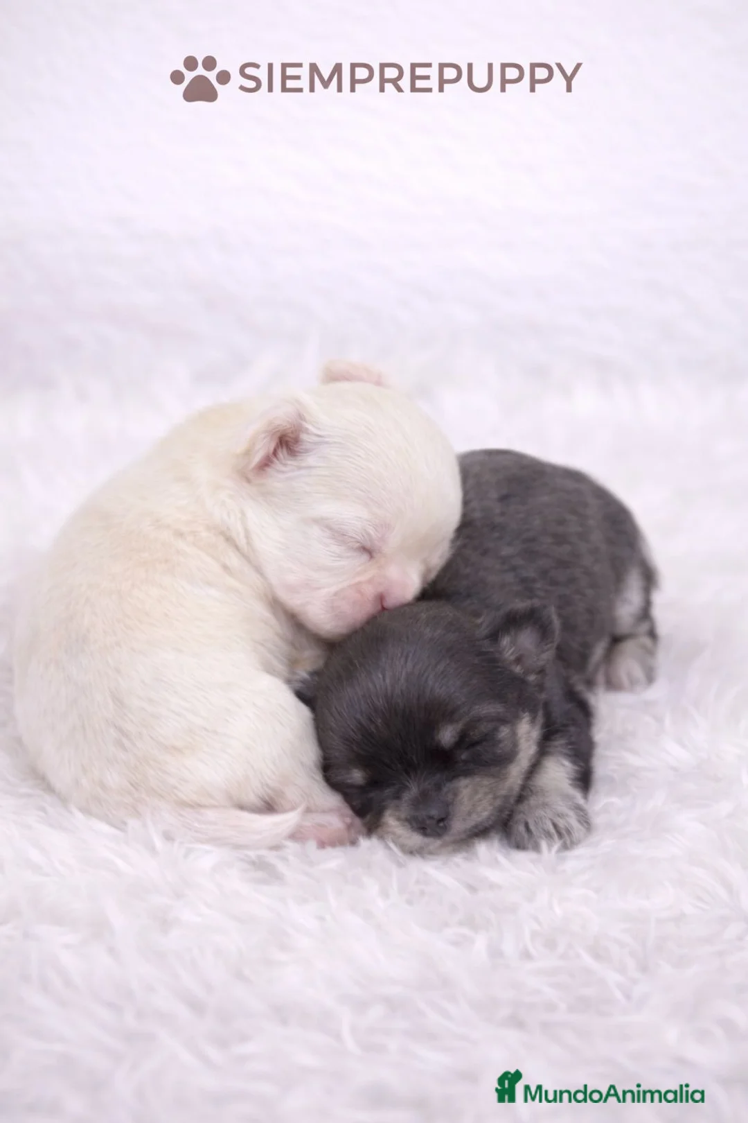 Chihuahua perros en venta: CHIHUAHUA PELO LARGO TOY - Anuncio 1