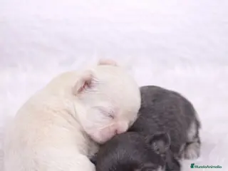 Chihuahua perros CHIHUAHUA PELO LARGO TOY - Anuncio 2