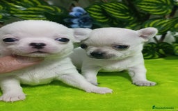 Chihuahua perros en venta: Lindos chihuahuas Toy  - Imagen 2
