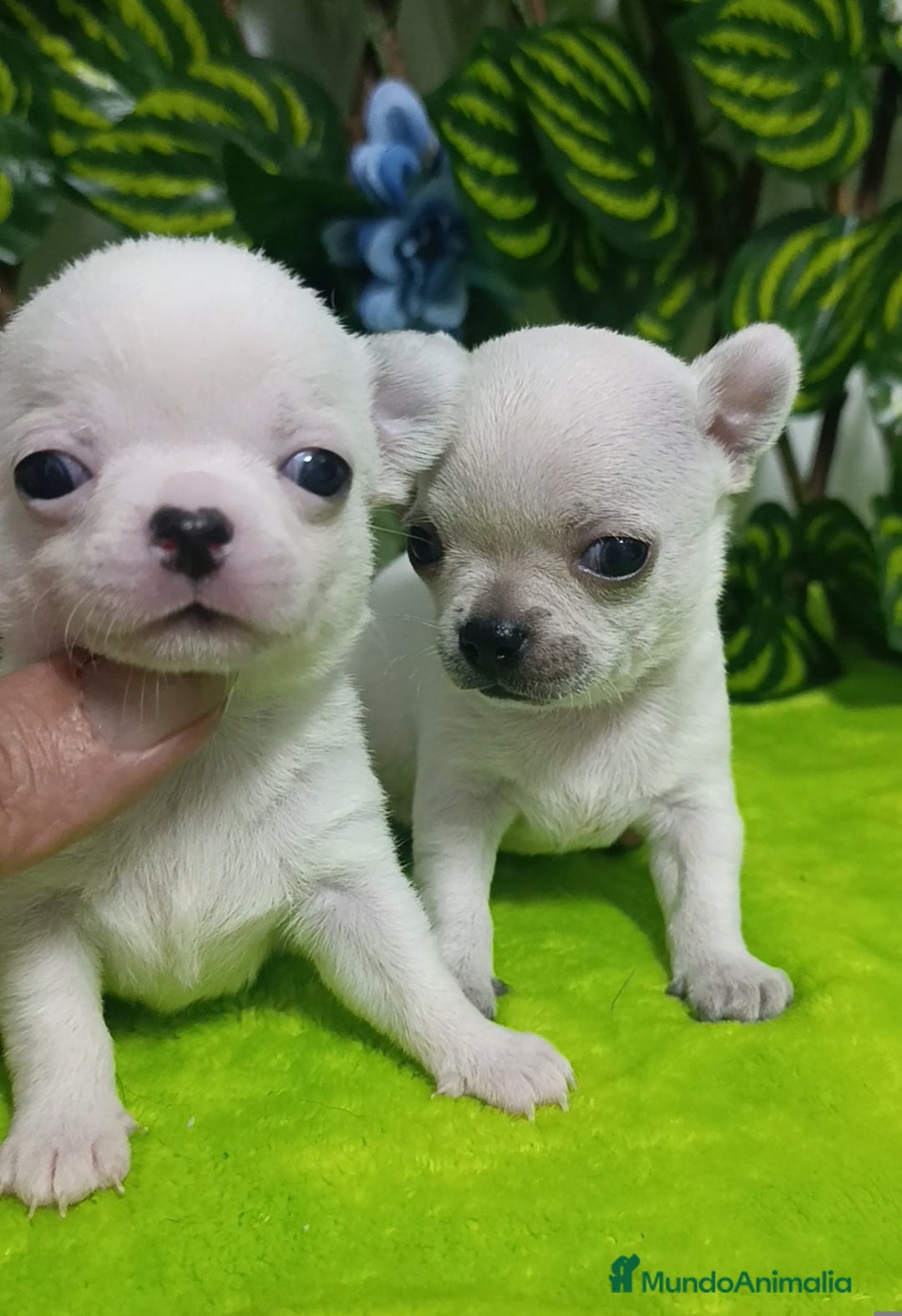 Chihuahua perros en venta: Lindos chihuahuas Toy  - Imagen 2