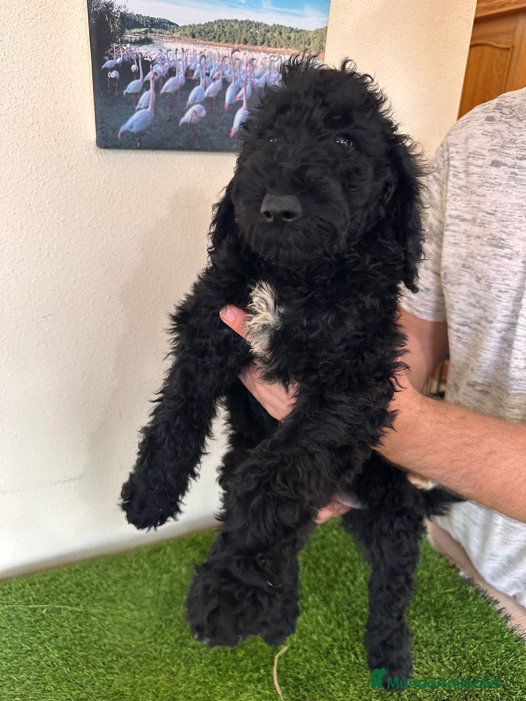 Caniche Gigante perros en venta: Caniches gigantes  - Anuncio 5