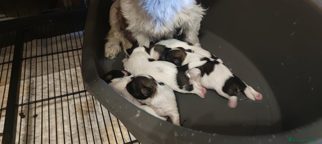 Shih Tzu perros en venta: Shih Tzu de Mumbrafer  - Imagen 6