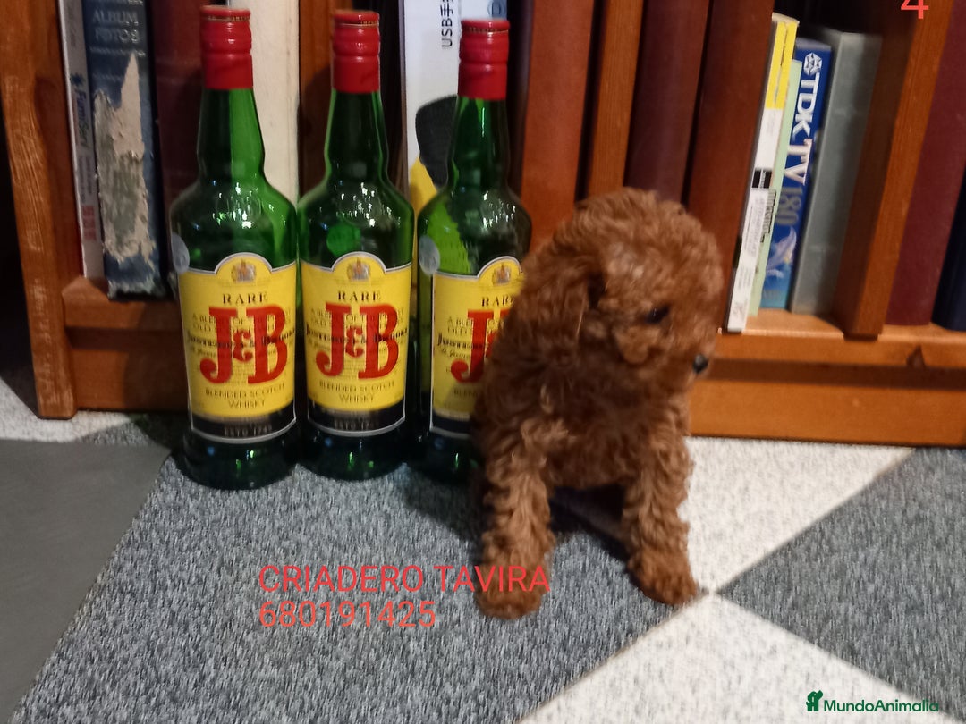 Caniche Toy perros en venta: Cachorro Caniche Mini Toy Rojo Hembra. - Anuncio 3