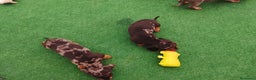 Teckel perros en venta: Cachorros de teckel  - Anuncio 9