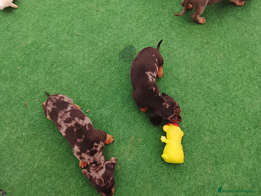 Teckel perros en venta: Cachorros de teckel  - Anuncio 9