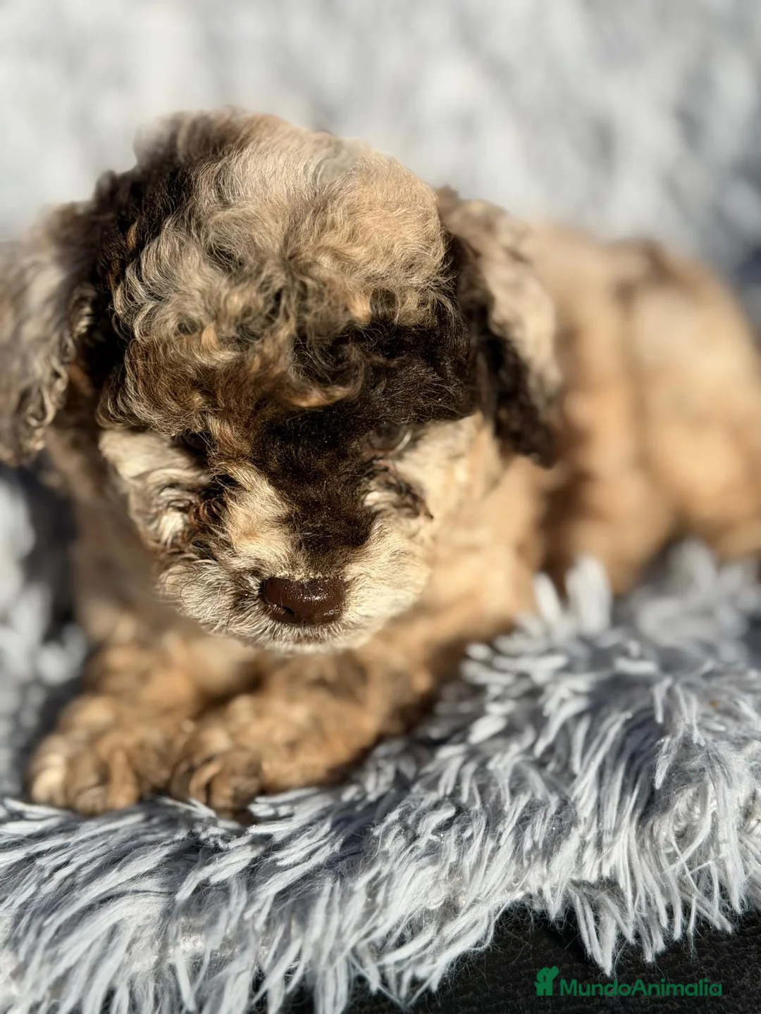 Caniche Enano perros en venta: CANICHE MERLE MACHO DISPONIBLE - Anuncio 4