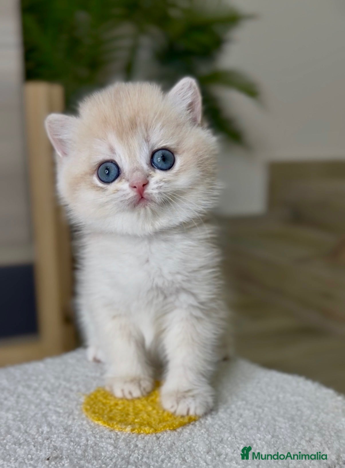 Británico de Pelo Corto gatos Camada H (2)  - Anuncio 1