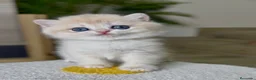 Británico de Pelo Corto gatos en venta: Camada H (2)  - Anuncio 1