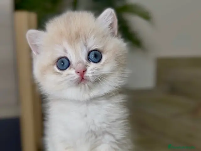 Británico de Pelo Corto gatos Camada H (2) - Anuncio 1