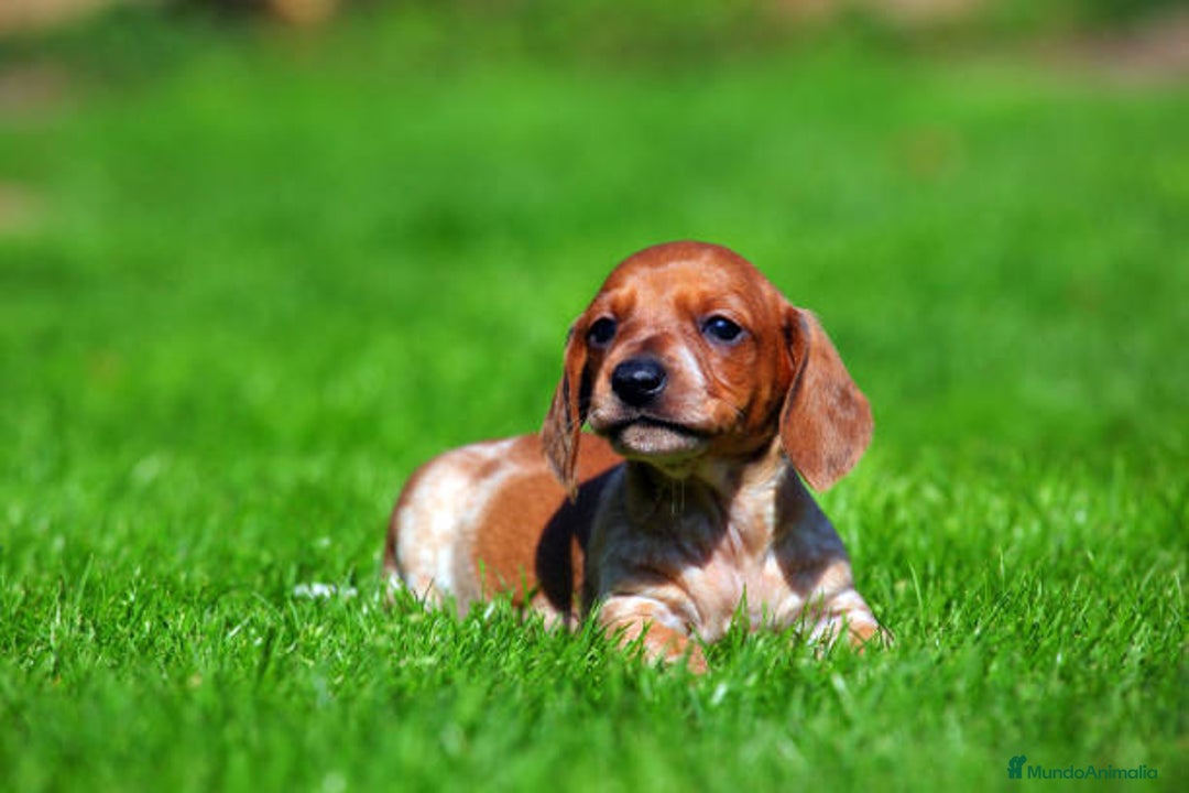 Teckel Miniatura perros en venta: TECKEL SEVILLA  - Imagen 2