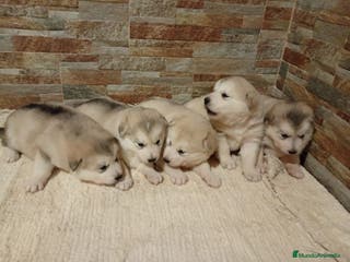 Alaskan Malamute perros Alaska Malamute - Anuncio 32