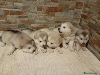 Alaskan Malamute perros Alaska Malamute - Anuncio 3