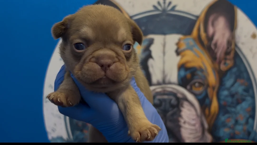 Bulldog Francés perros en venta: Bulldog francés exóticos  - Anuncio 3