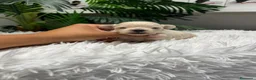 Maltipoo perros en venta: MALTIPOO TOY COREANOS  - Anuncio 16