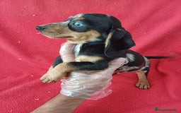 Teckel Miniatura perros en venta: Teckel Miniatura Arlequin  - Imagen 3