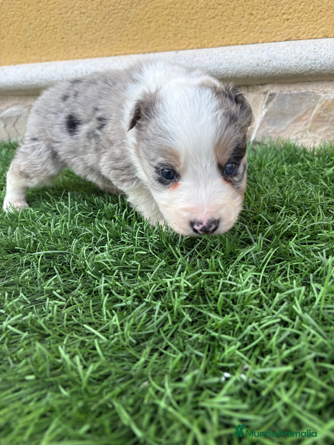 Border Collie perros en venta: Border Collie macho Merle precioso - Anuncio 5